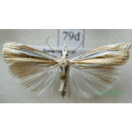 Crambus pascuella (Linnaeus, 1758) Wachlarzyk pastwiskowy Czech79d